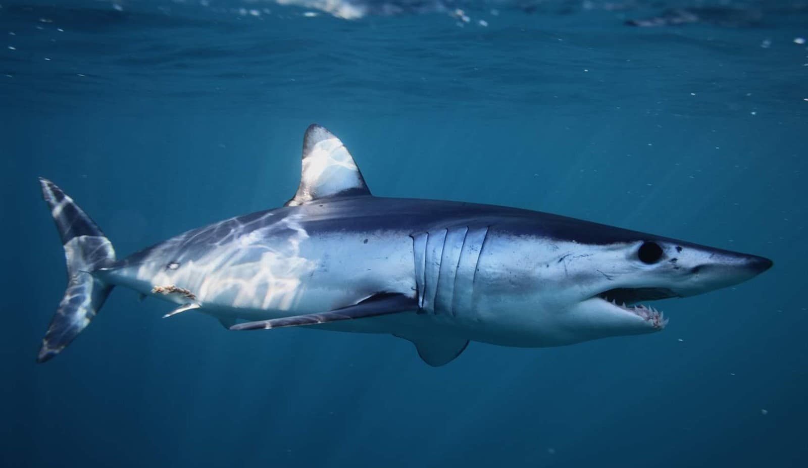 Open-water shark swimming in clear blue ocean, marine wildlife