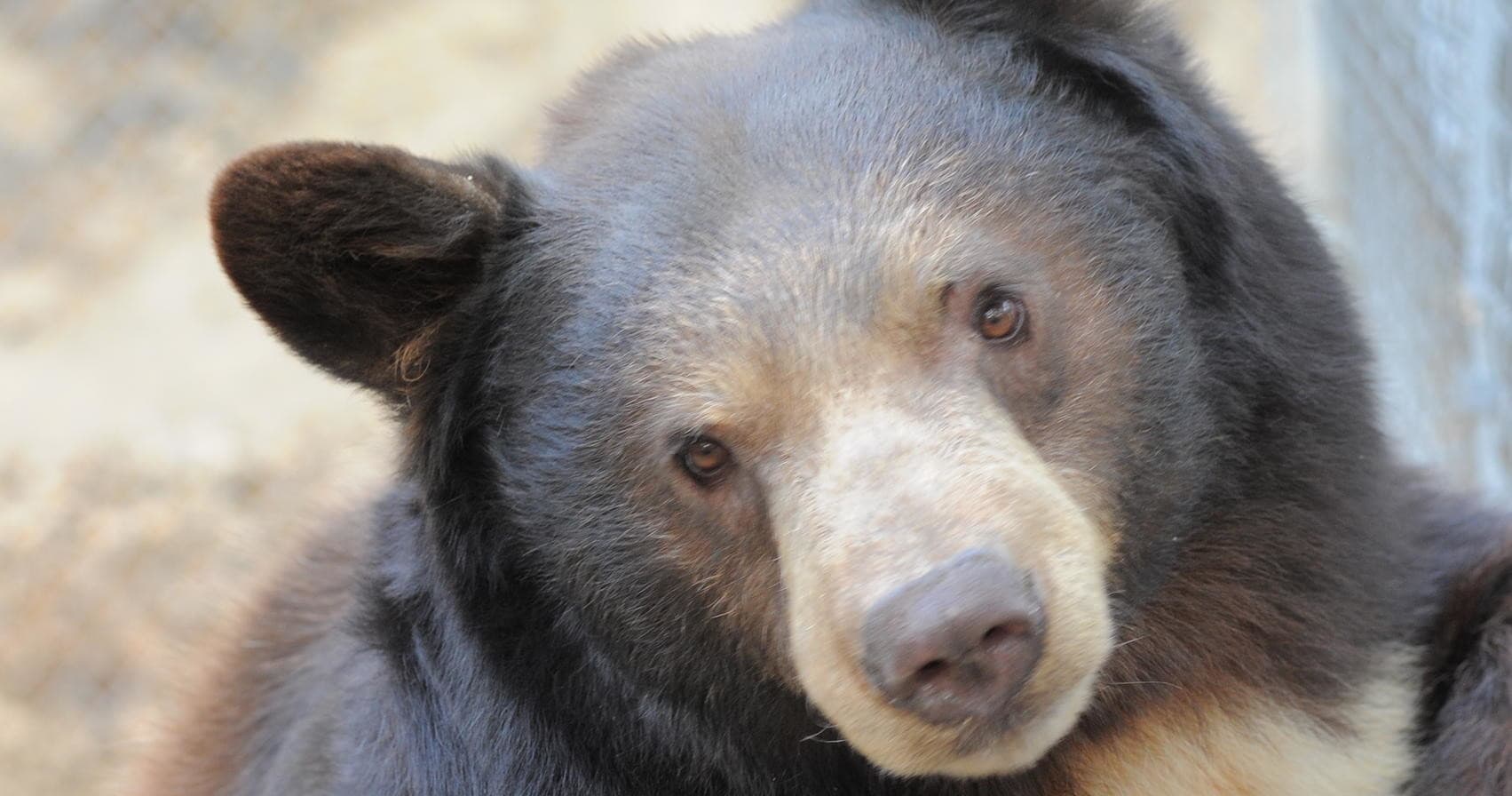 Bear Watch and Eagle Walk Adventure in Lake Arrowhead