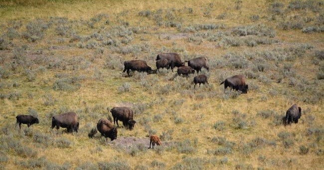 Lamar Valley Full Day Hiking Adventure | Hiking in Yellowstone National Park, Wyoming