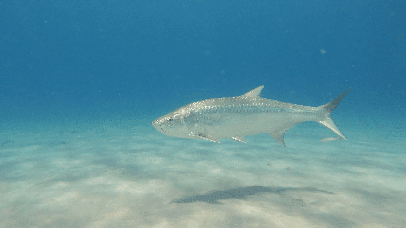 Tarpon swimming over sandy bottom in clear Florida waters