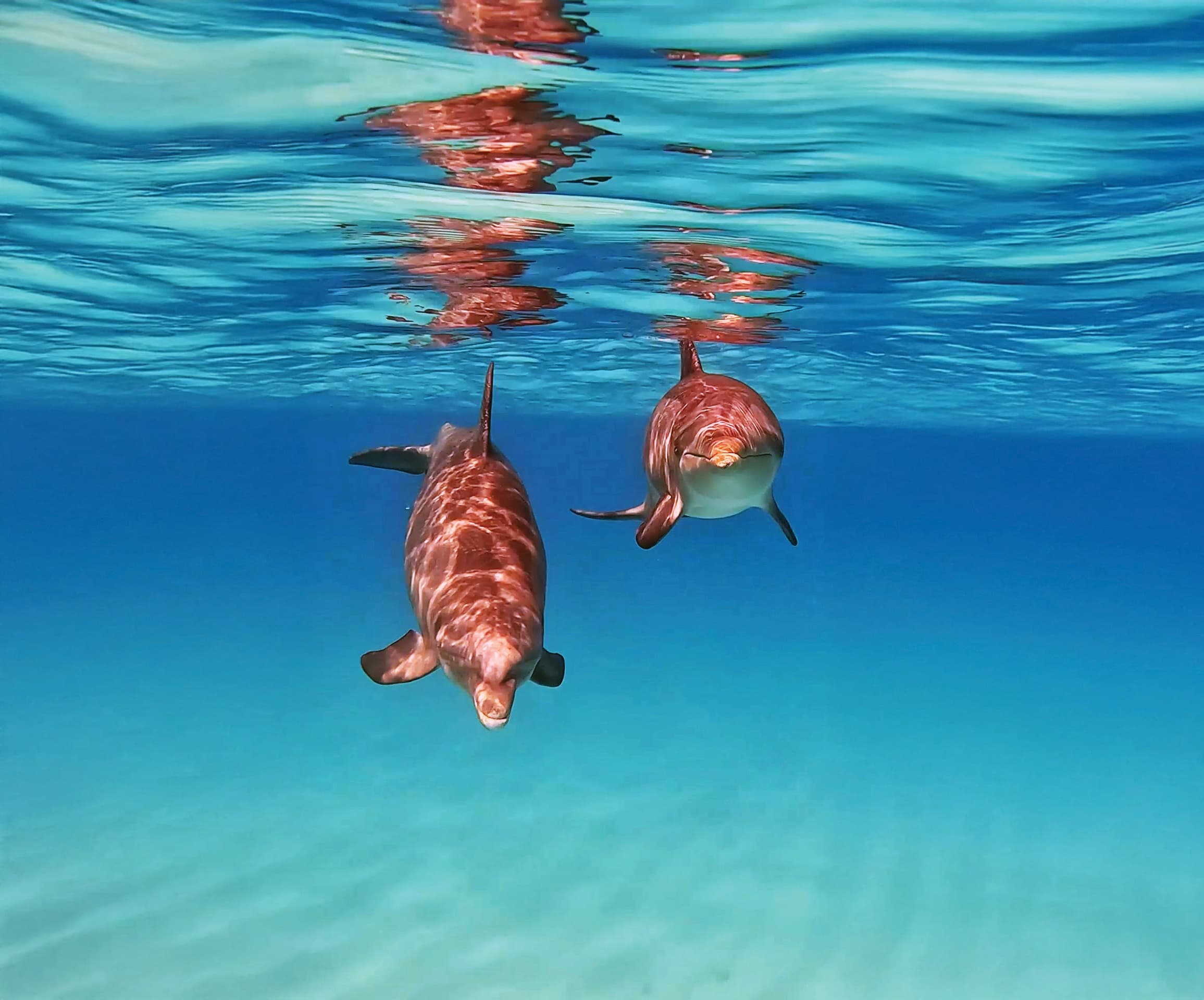 Grace Bay Snorkel Adventure: Barrier Reef & Half Moon Bay Day Trip photo 4