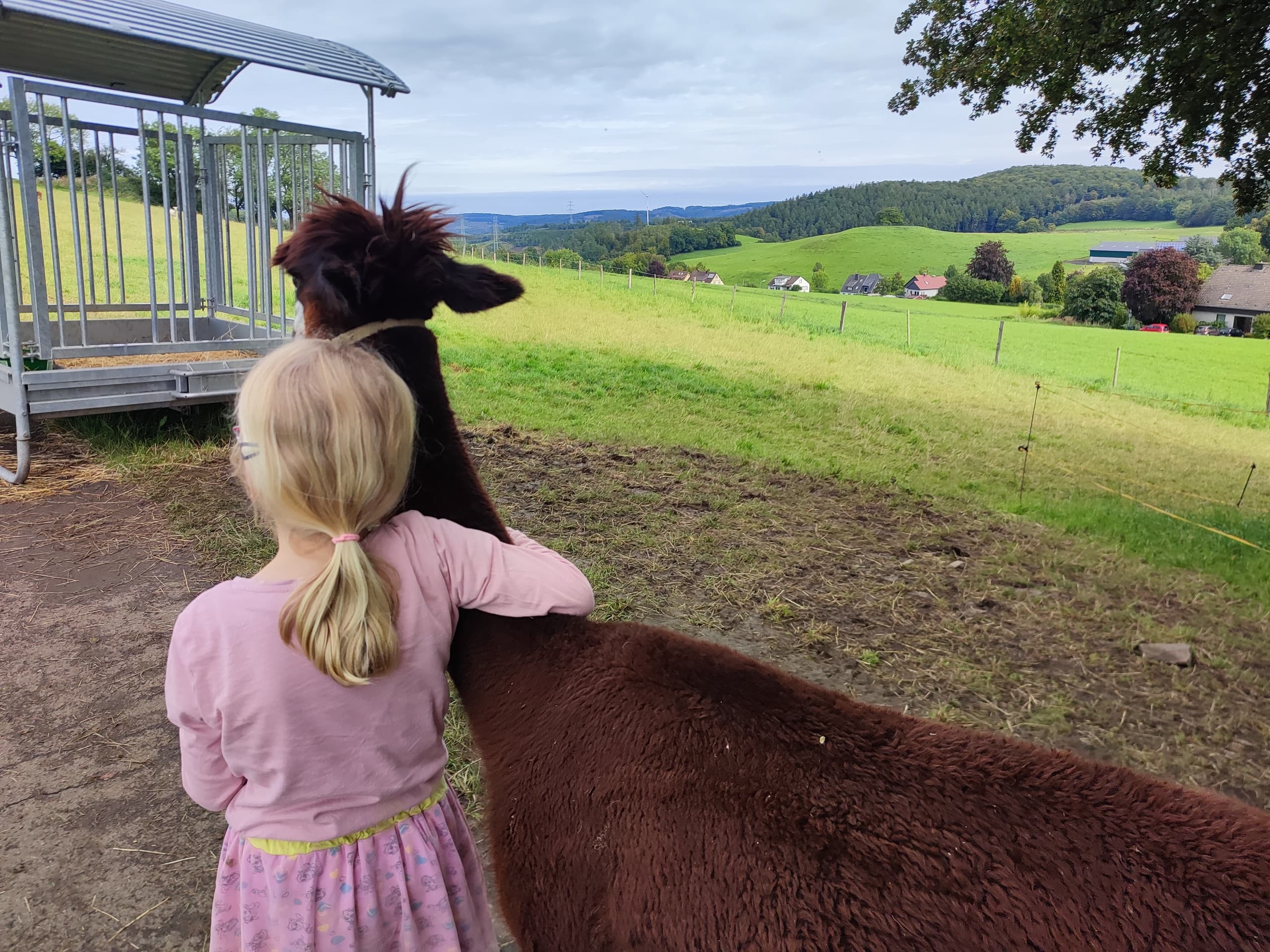 Wildlife & Nature: Alpaka Kuschelzeit in Ennerthof