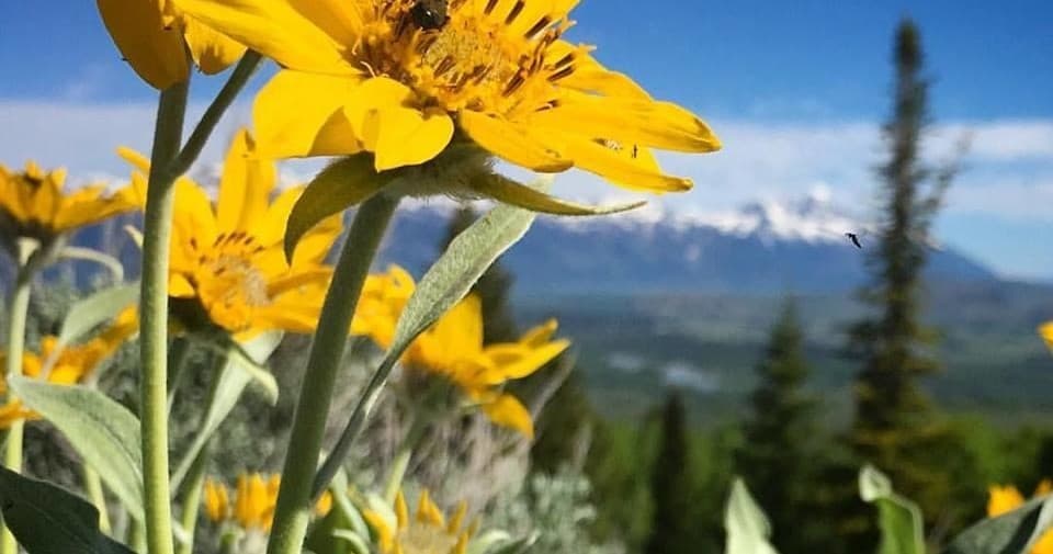 Hiking Tour with Hole Hiking Experience in Jackson, Wyoming