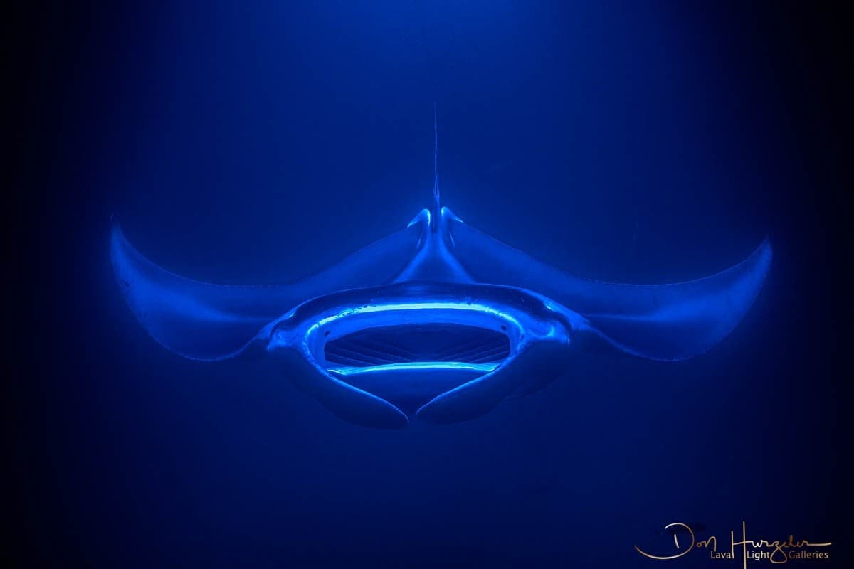 Manta Ray Night Snorkel on the Kohala Coast — Big Island Under the Stars photo 1