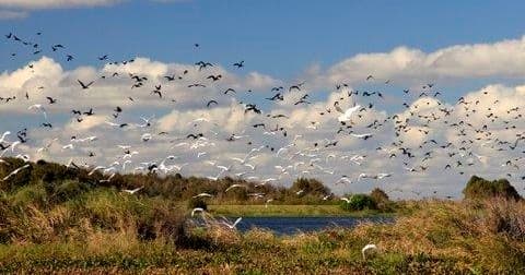 Flock of birds taking flight over Florida wetland marsh