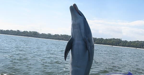 Discover Hilton Head Island's Most Exciting 1.5 Hour Dolphin Tour with H2O Sports