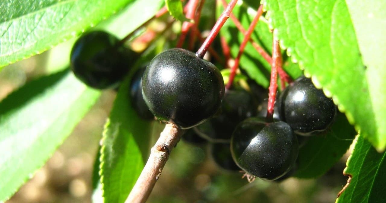 Foraging & Farming: Aronia Berry Experience at Waldoberry Farm