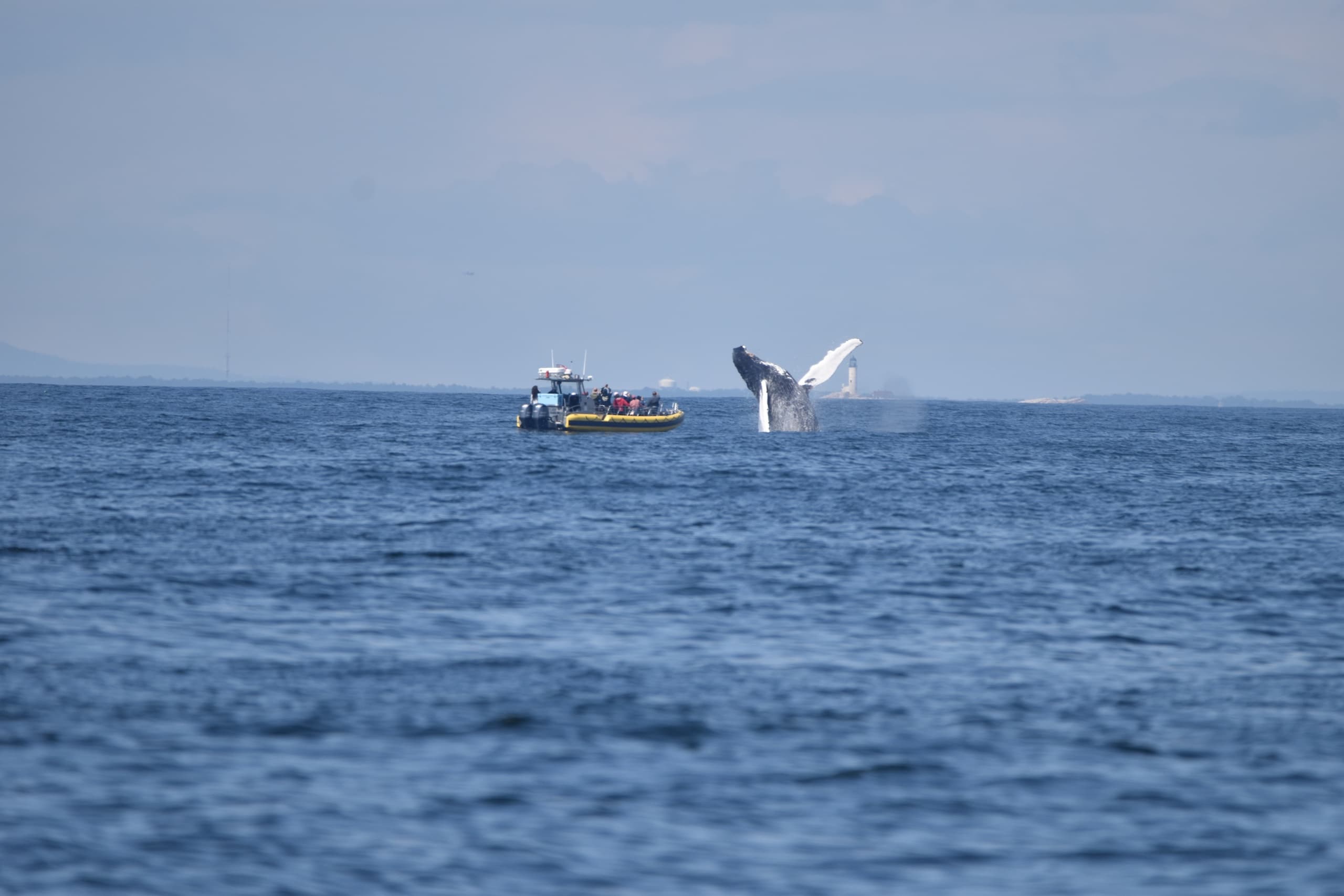 The Ultimate Whale Watch Experience in Kennebunk, Maine