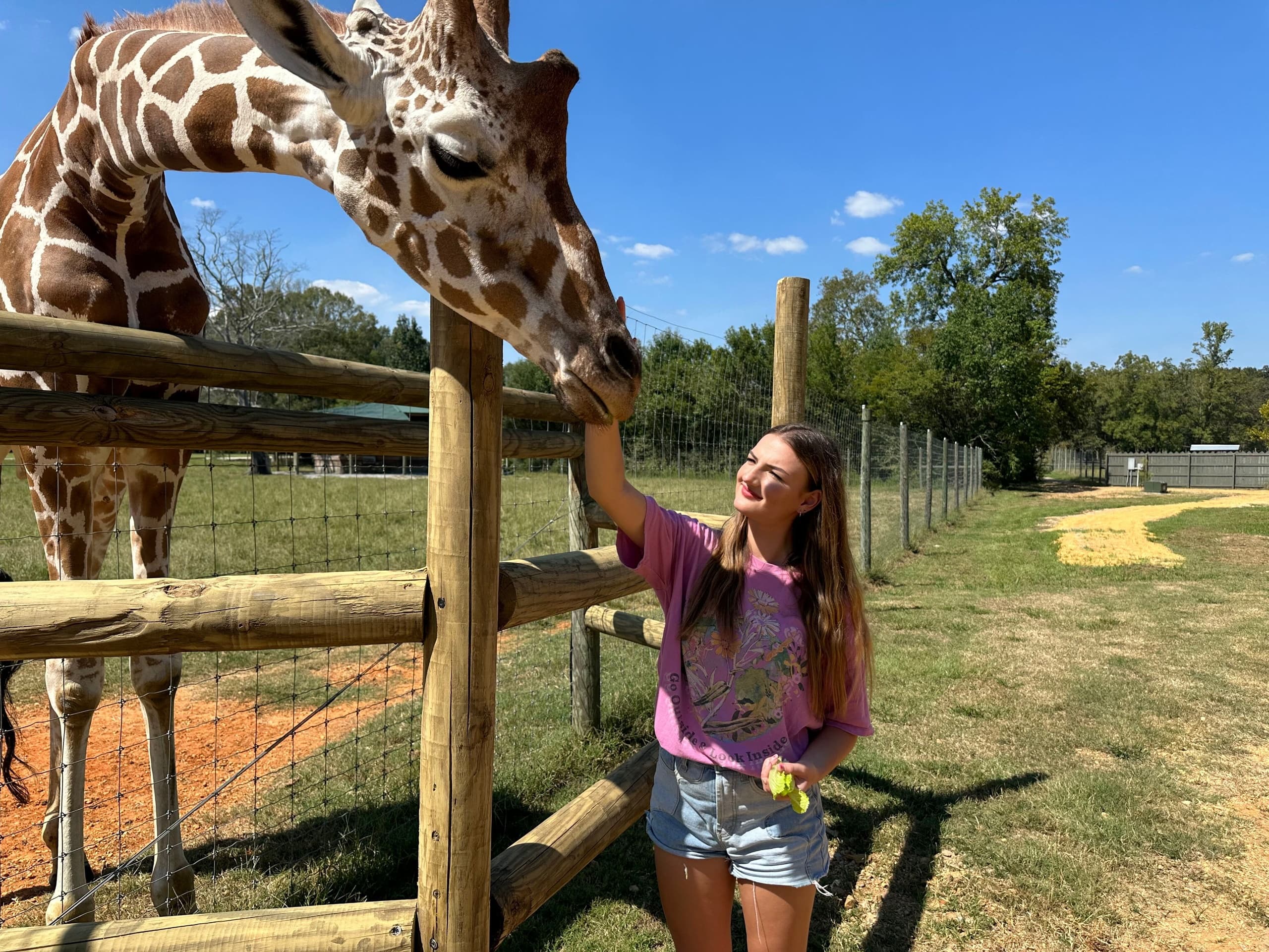 Visitor feeding giraffe at fenced enclosure in open safari park