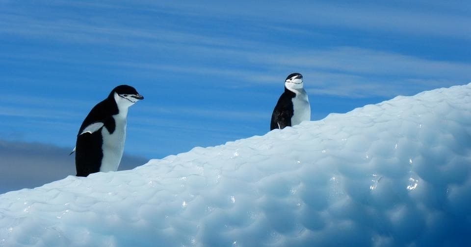 Chinstrap penguins walking on ice ridge in polar seascape
