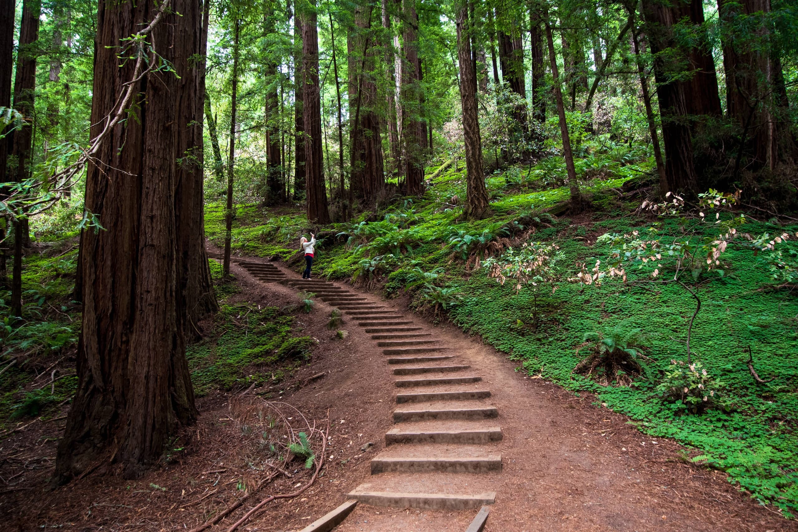 Explore Muir Woods & Sausalito with Yosemite Tours