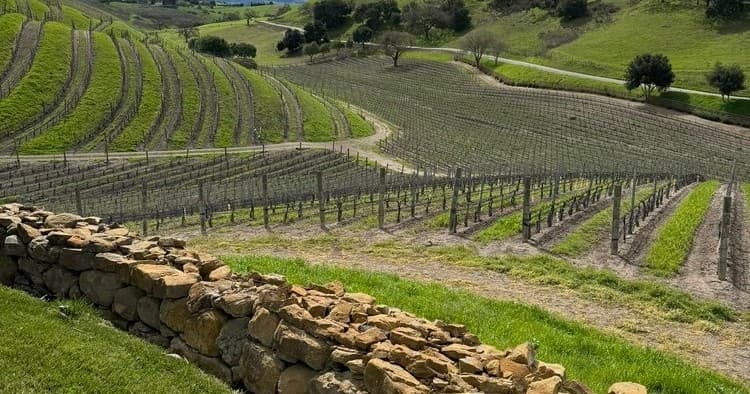 Vineyard terraces on rolling hills, scenic wine country landscape