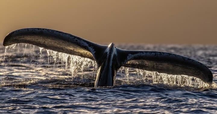 Capture the Magic: Private Whale Watching and Snorkel Expedition in Maui with Expert Photographer