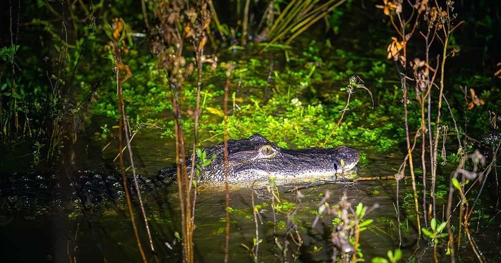 Raised By Water Airboat fleet