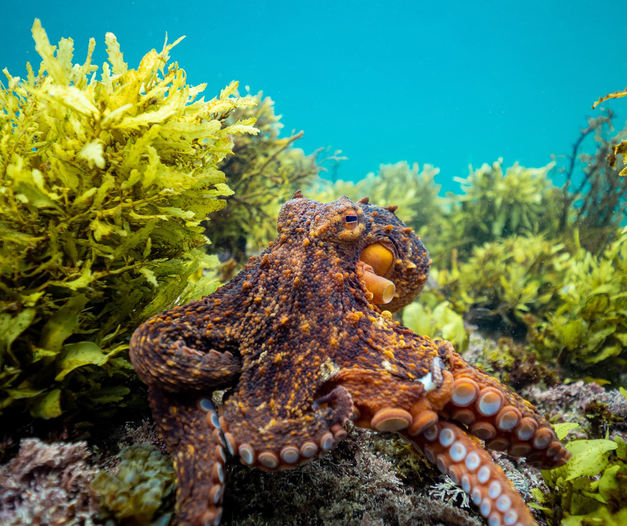Octopus camouflaged on rocky reef among kelp in shallow ocean