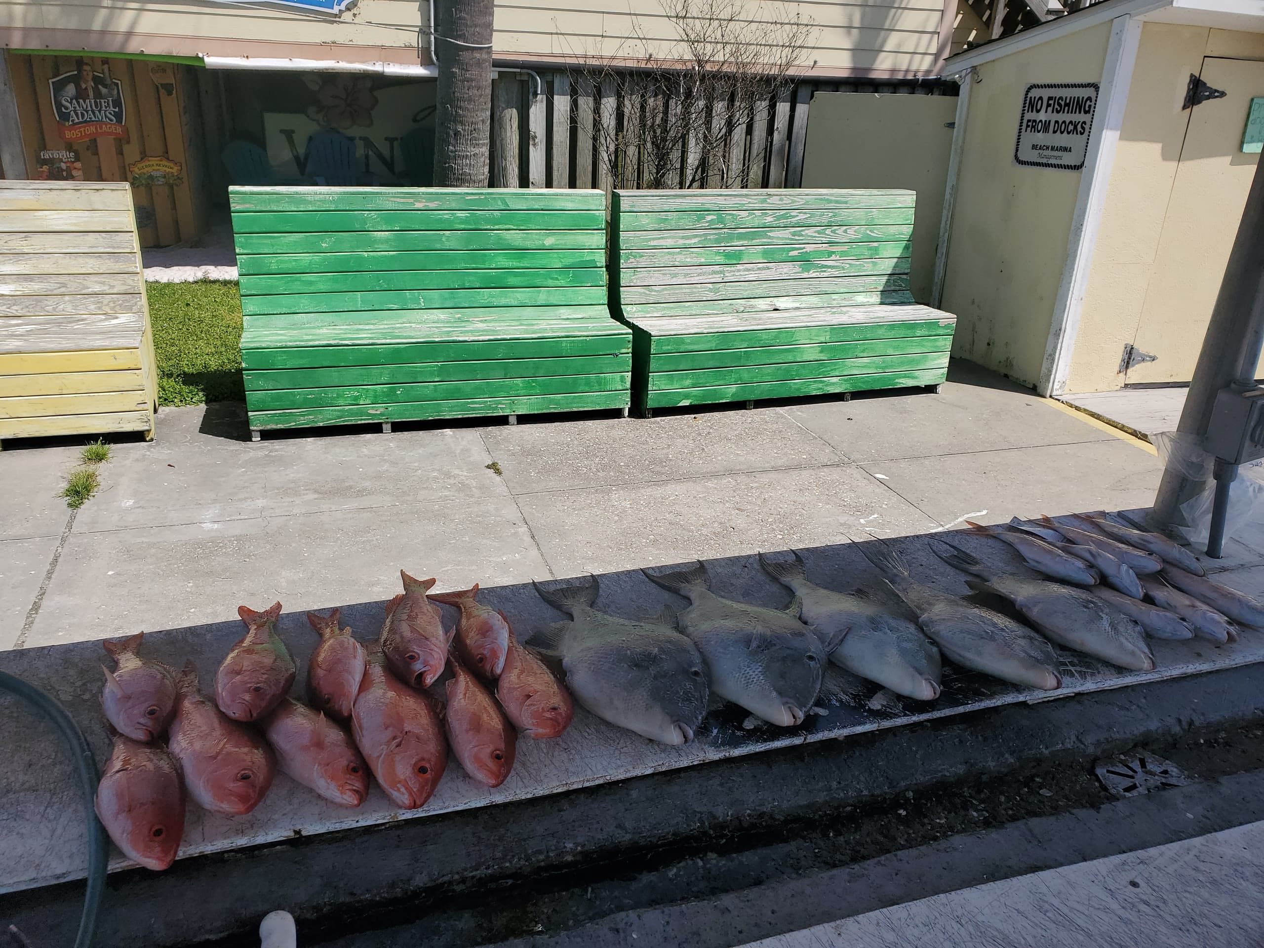 Fresh catch of snapper and flatfish displayed on dock at marina