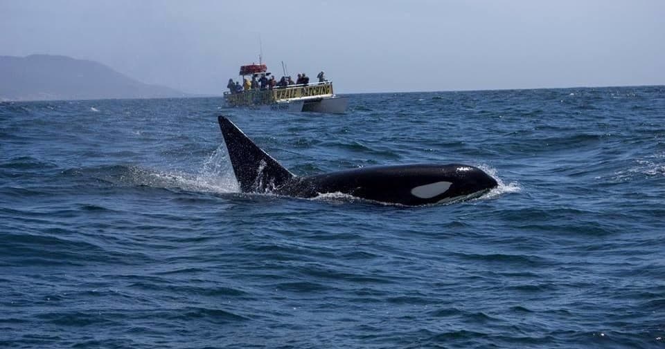 Orca and tour boat encounter in open ocean during wildlife tour