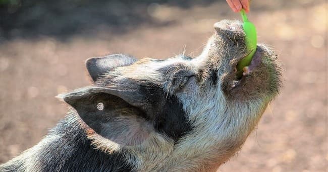 Family Farm Adventure with Kew Little Pigs Farm
