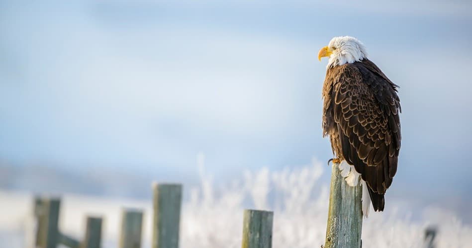 Bald eagle perched on post overlooking snowy marsh, wildlife viewing