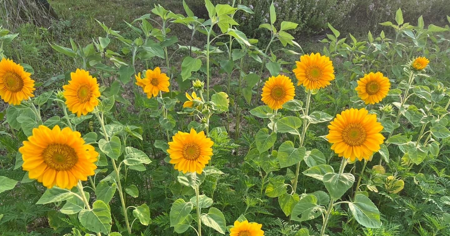 The Sunflower Garden fleet