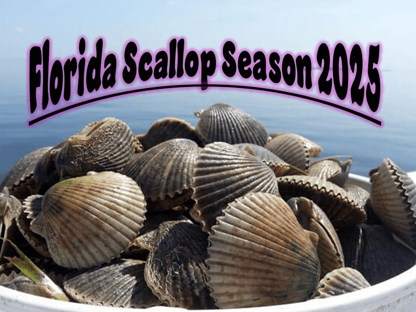 Discover Florida’s Nature Coast: Private 5-Hour Scallop Adventure in Crystal River