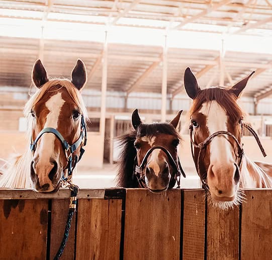 Land Adventures with Buck Right Stables: Equestrian Lessons in [Location]