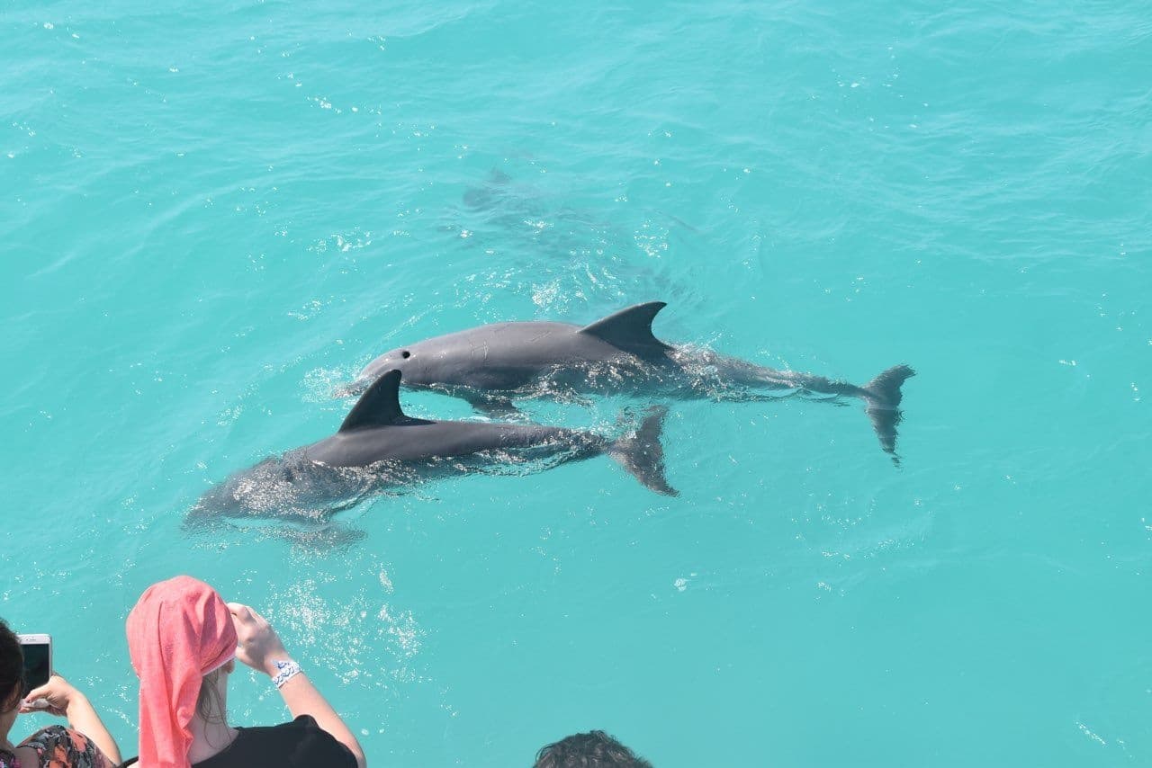 Dolphin, Snorkel & Sunset Combo in Key West, Florida