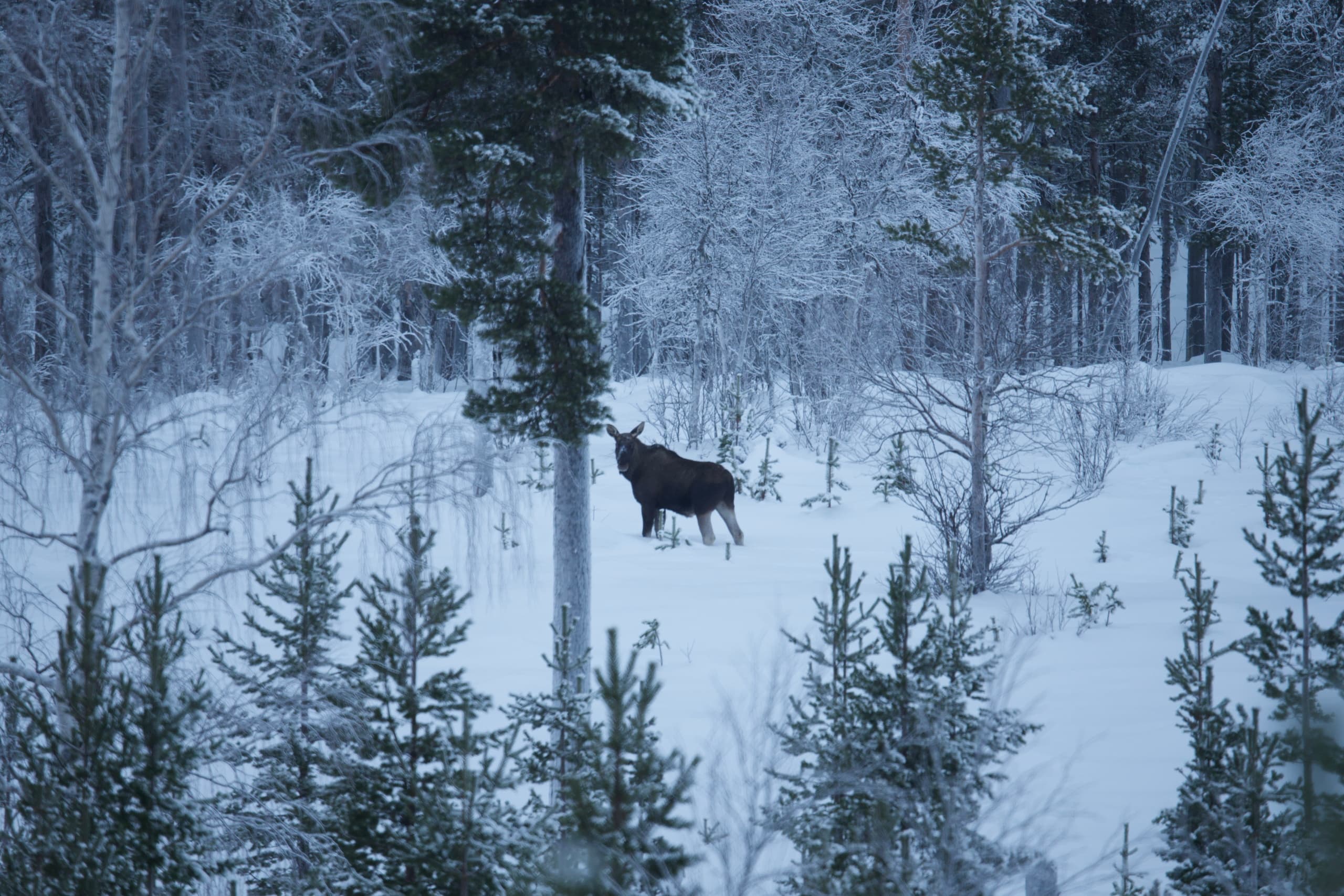 Arctic Moose Safari: Small-Group Wildlife Watching near Inari, Finland