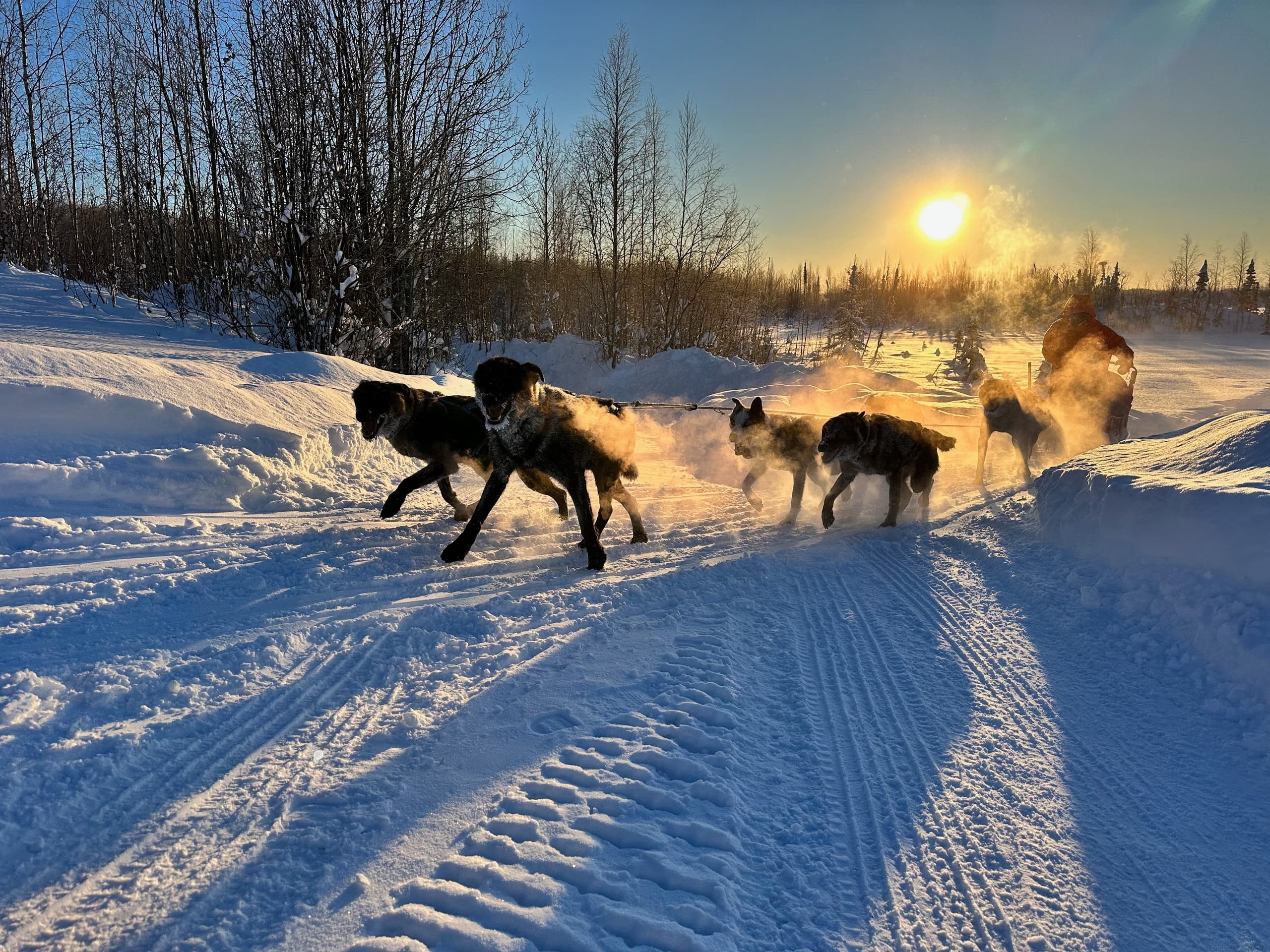 Mushing Adventure at Martin Buser's Happy Trails Kennel