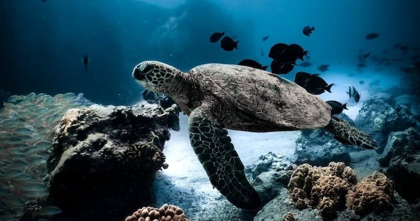 Explore Hawaii’s Marine Life on a Snorkel Cruise in Honolulu