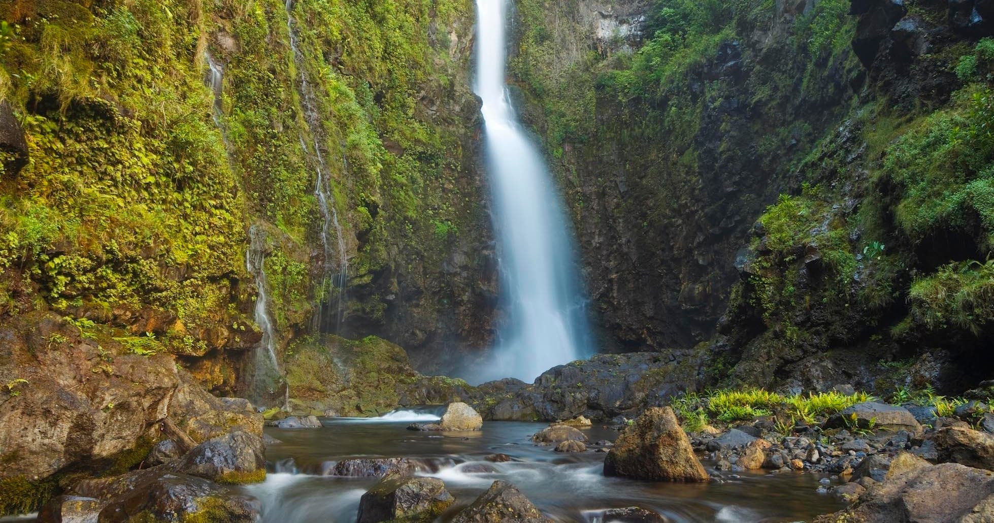 Lush bamboo forest path in Maui offering serene hiking scene