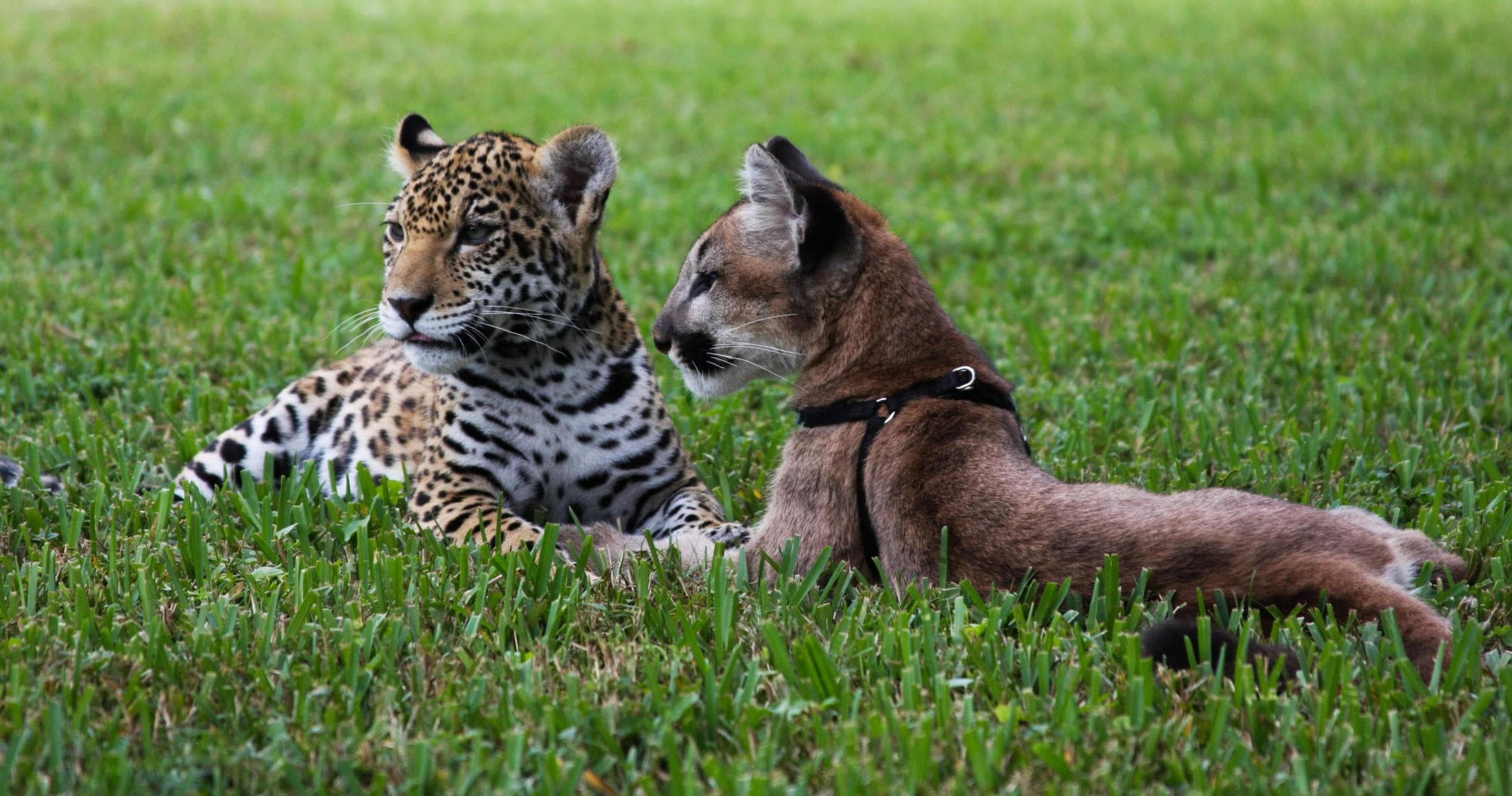 Twilight Hours Adventure: Experience the Playful Side of Cats in Loxahatchee Groves