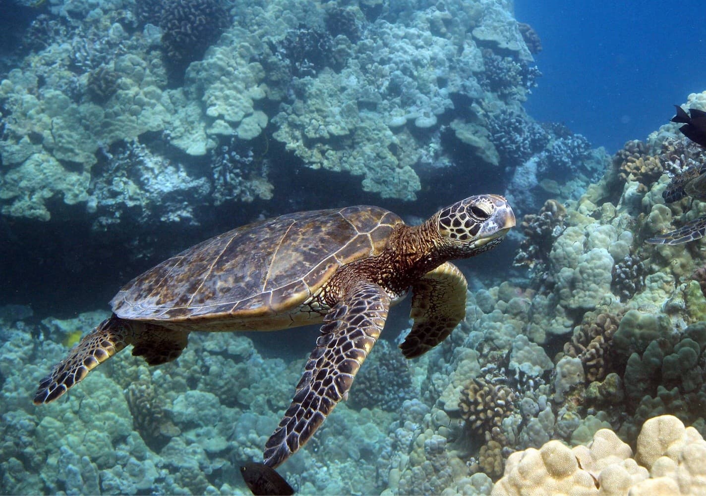 Kona’s Fabulous Five Ocean Safari: From Honokohau to Dolphins, Manta Rays & Turtles
