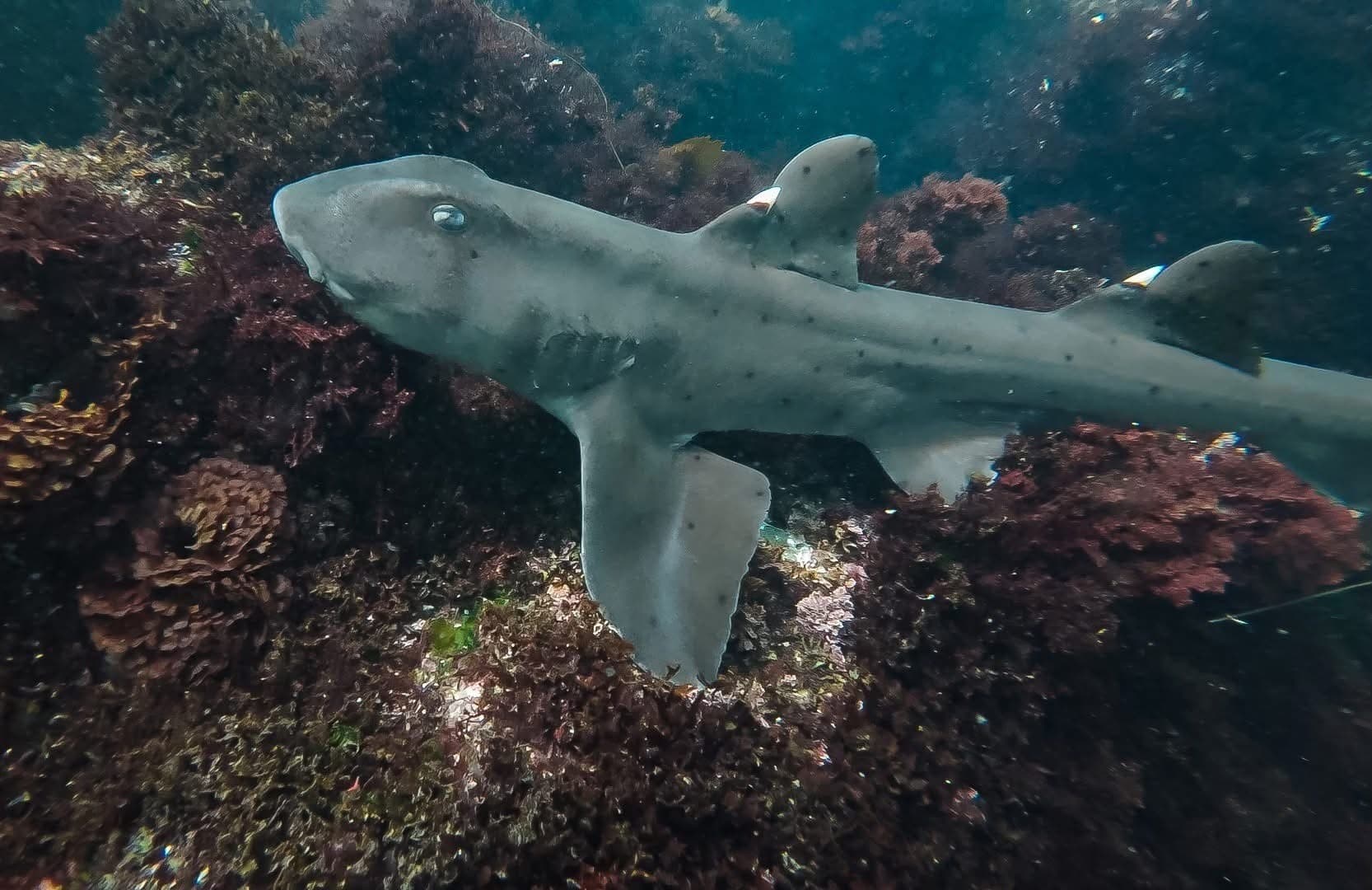 Shark gliding over rocky reef near La Jolla kelp beds