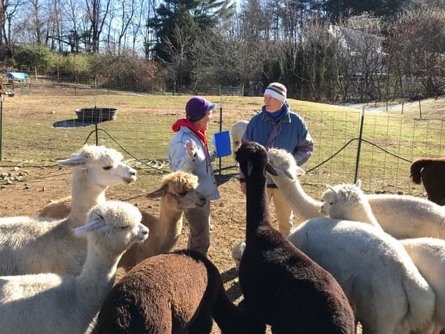 Meet Friendly Alpacas on Ball Hill Road: Silver Level Farm Tour in Princeton, MA