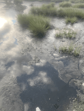 Water Activities & Wellfleet's Mindful Marsh Adventure