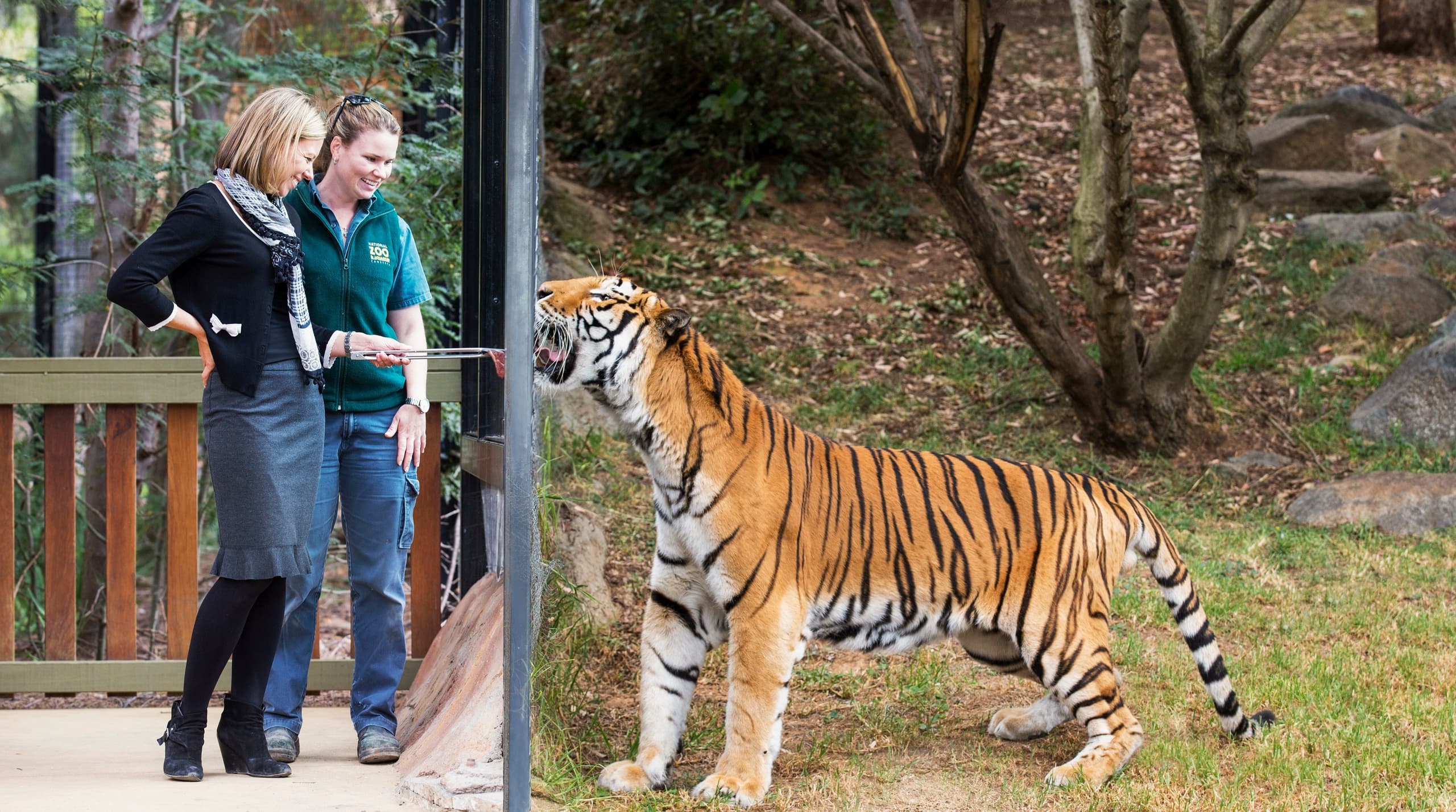 Wildlife & Nature: Tiger Encounter at Canberra Zoo