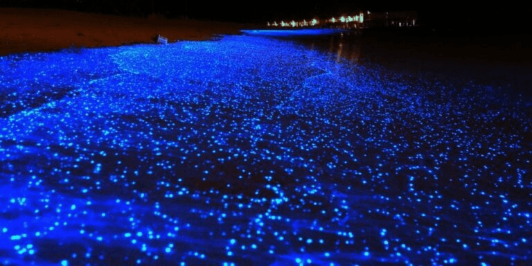Water Activities & Bioluminescent Lagoon Adventure at WestCoast Huatulco DMC