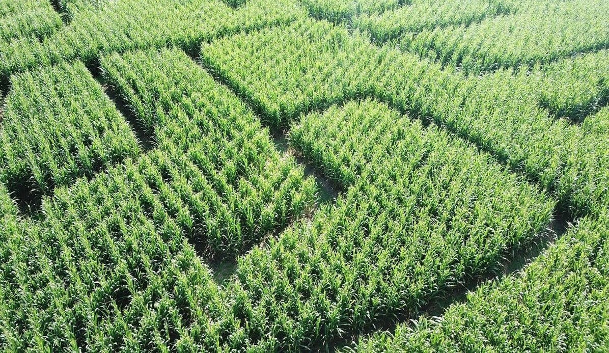 Get Lost and Found: Corn Maze Adventure at Grasshopper Farms (Knightdale, NC)