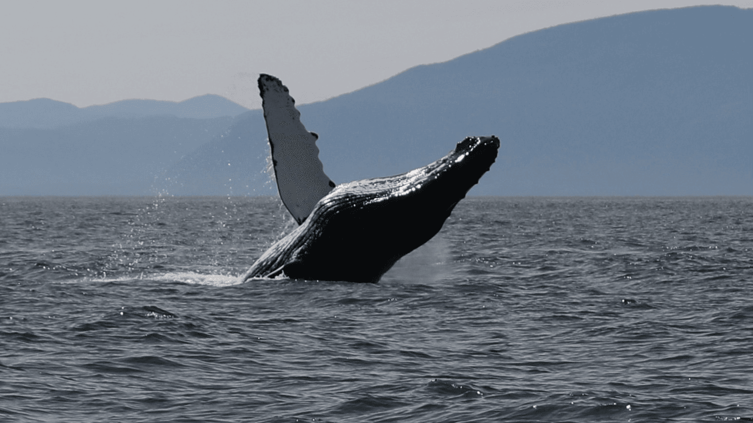 Wildlife Viewing & Whale Watching with Ketchikan's Finest Fishing Charters