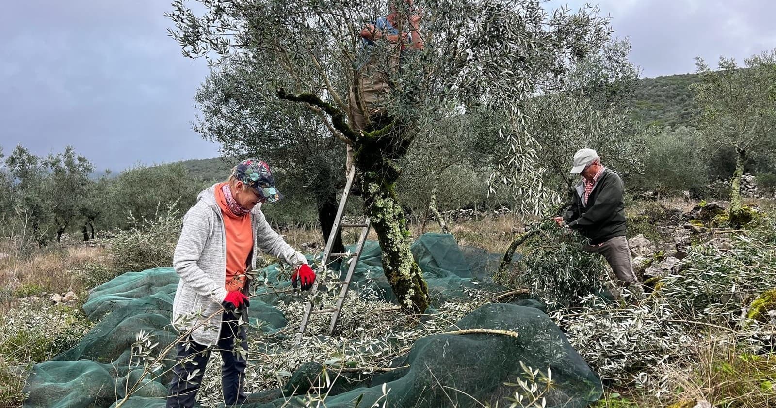 Farm Experiences & Tours: Olive Harvest & Tasting in Serra d’Aire