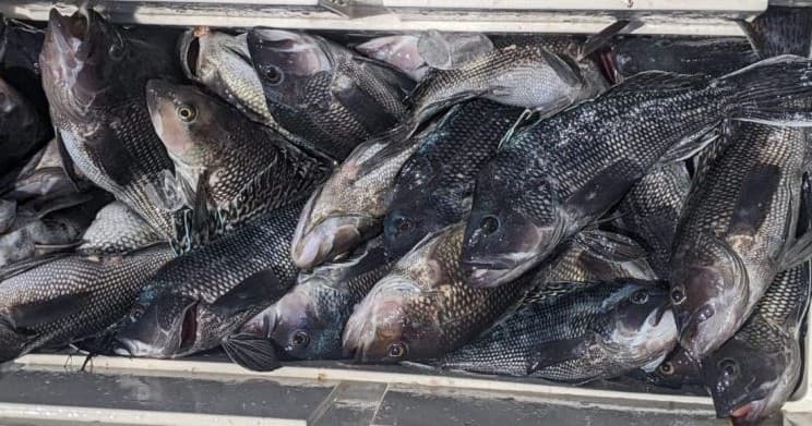 7-Hour Bluefish Charter from Belmar, NJ — Private Sportfisher Experience