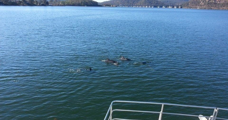 Open river waters with marine wildlife near ferry bow, nature cruise