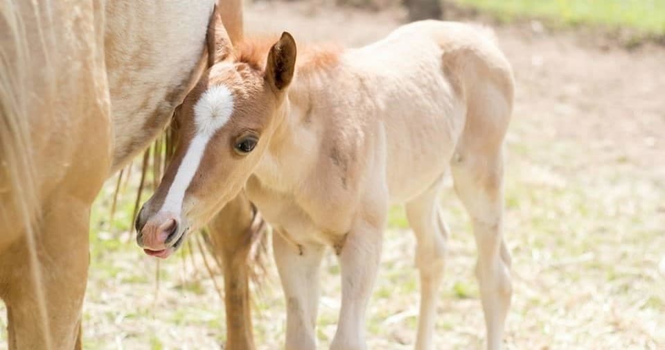 Foal standing beside mare in sunlit grassy pasture at ranch