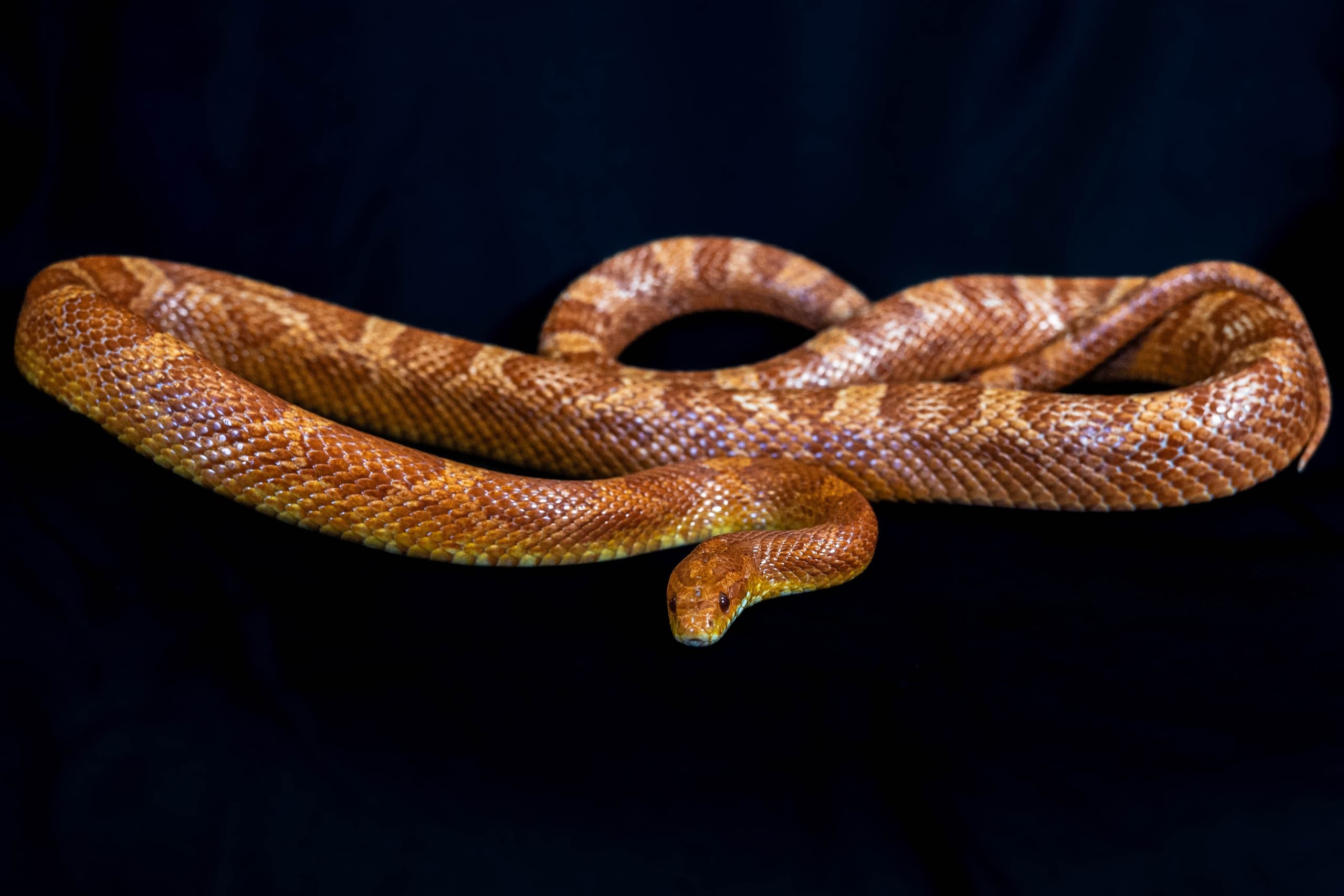 Interactive Field Trips at Scales and Tails Utah in Kearns