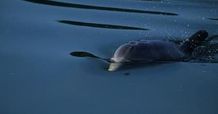 Explore Hilton Head Island’s Salt Marsh: Private Dolphin Discovery Tour