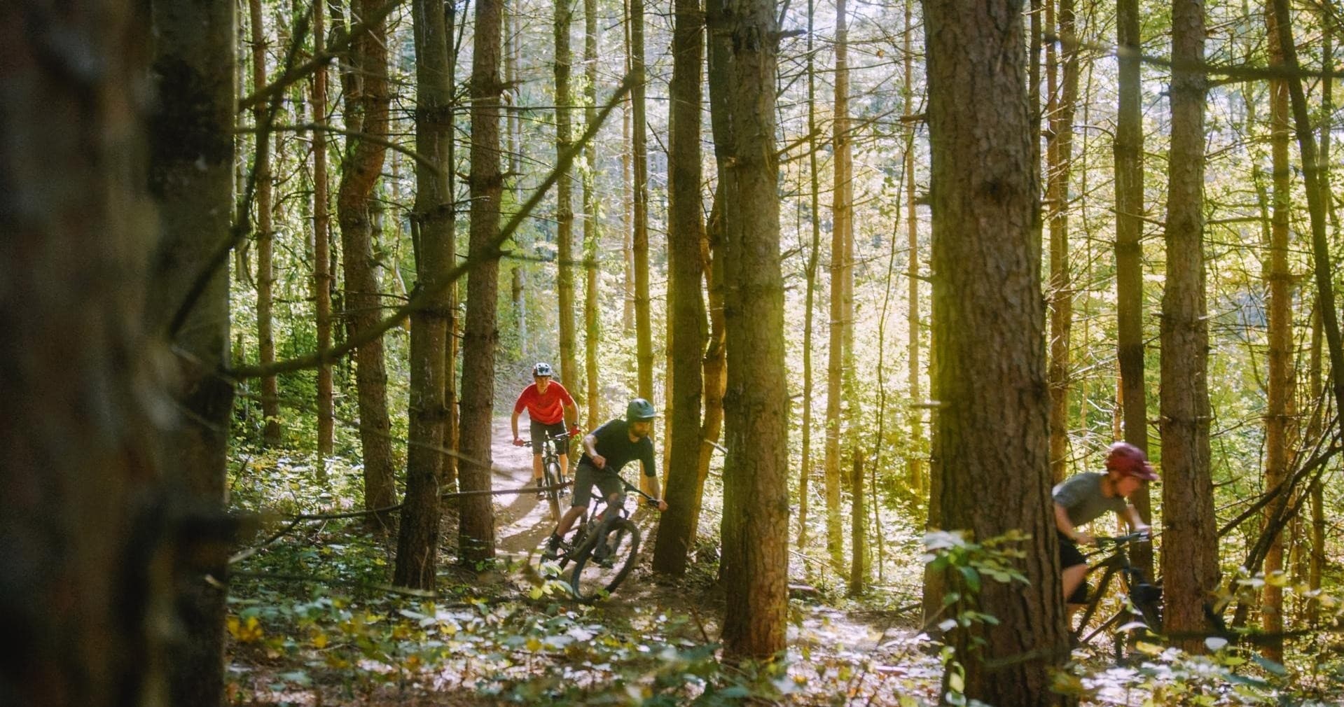 Mountain bikers riding through sunlit mixed forest trail, adventure ride