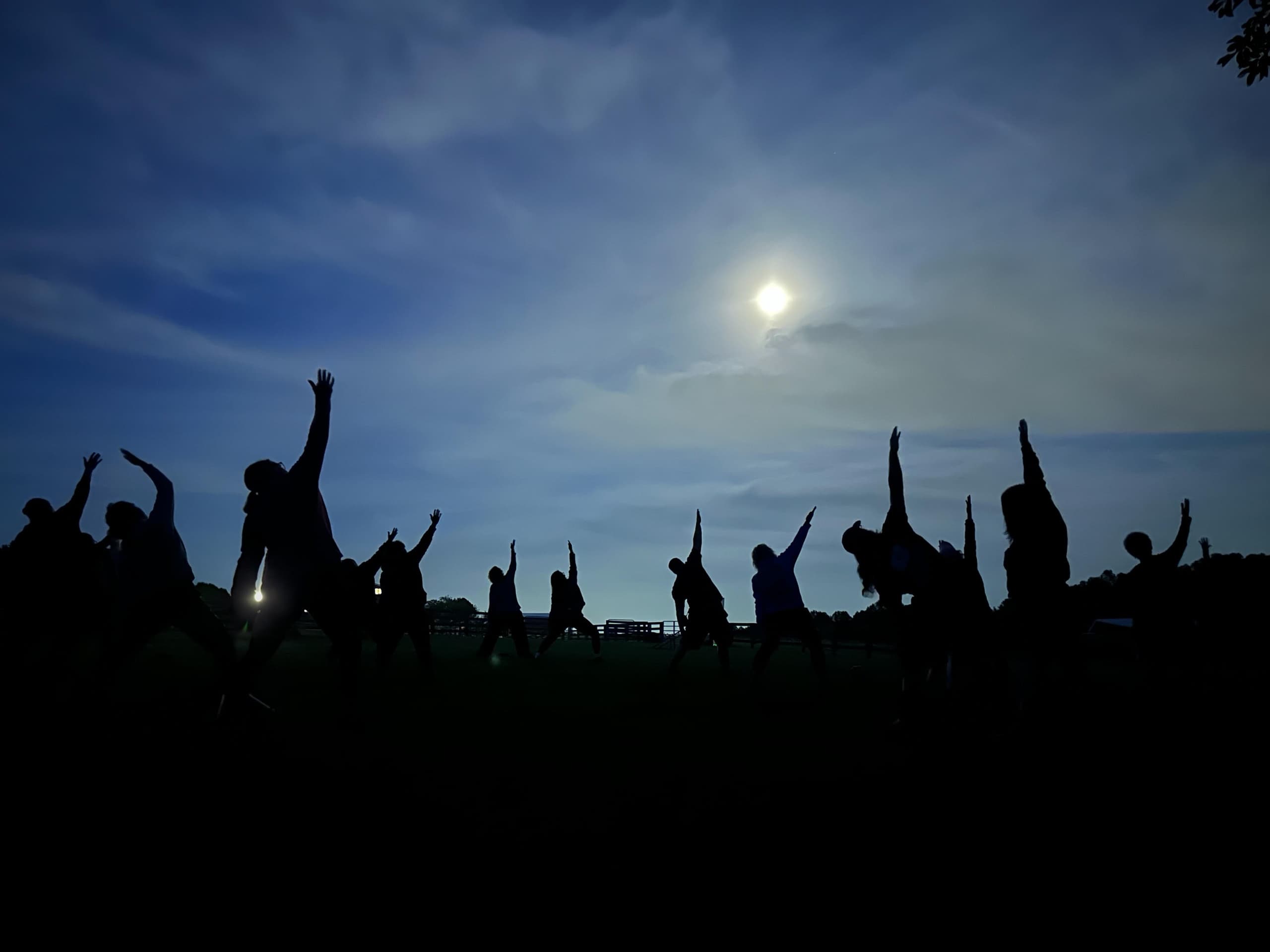 Sunset silhouette of alpacas on pasture ridge at dusk