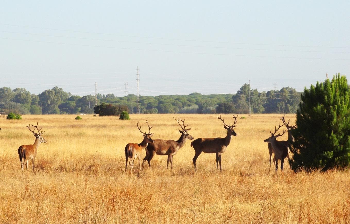 Wildlife & Coastal Adventure with Andalsur Excursiones in Doñana