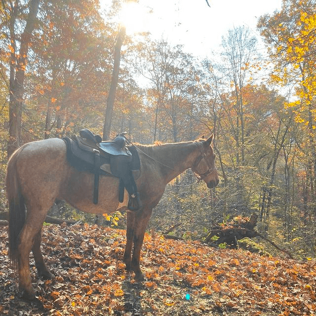 Saddled horse standing in sunlit autumn forest trail